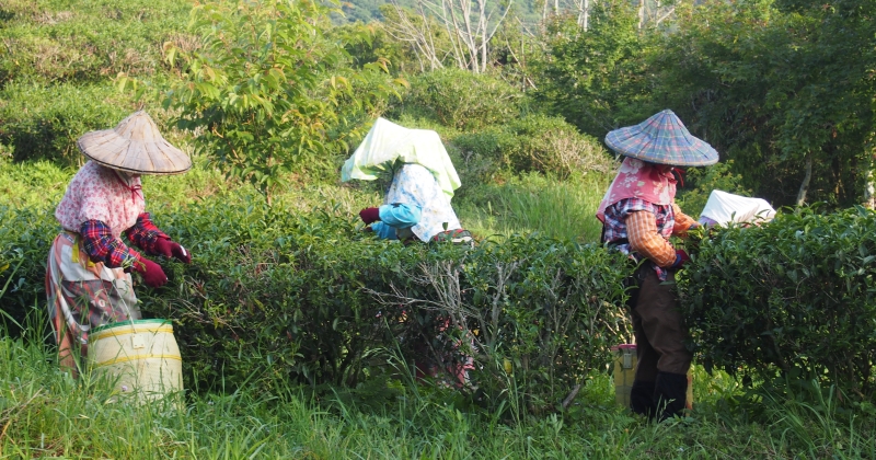 手採高山茶