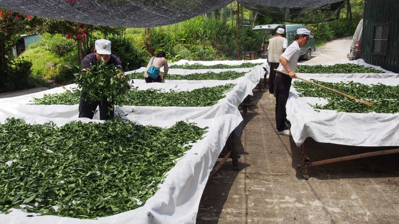 茶菁不落地日光萎凋