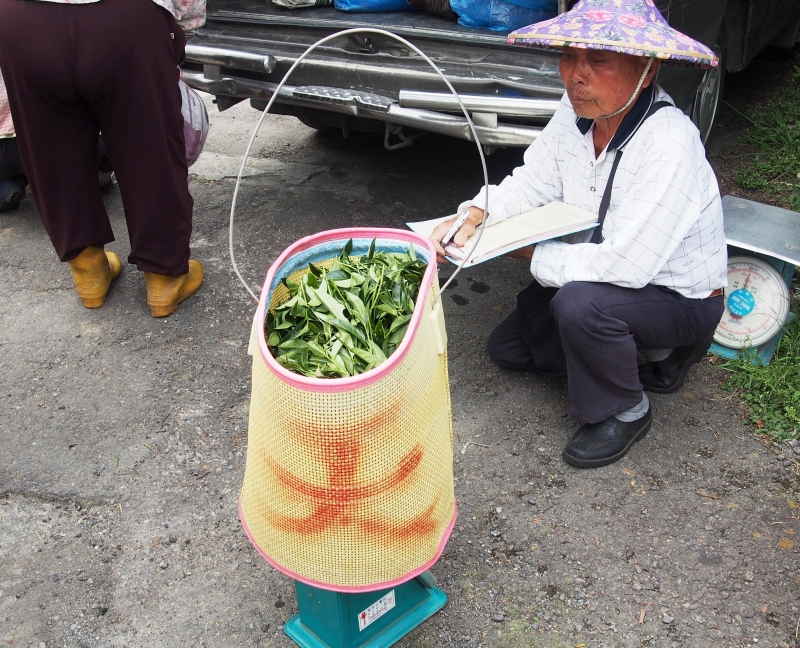 茶菁秤重