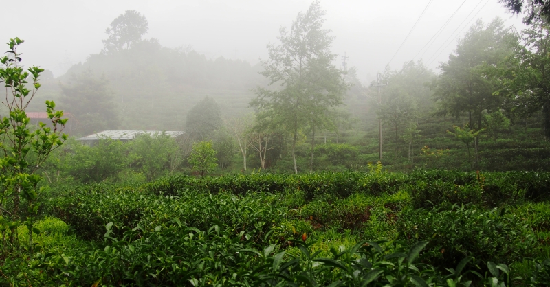 霧社關頭山茶園雲霧裊繞