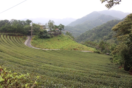 新北市坪林茶園