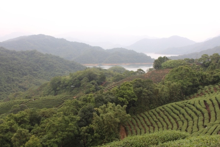 新北市坪林茶園