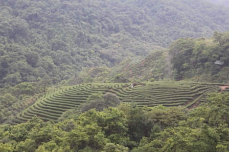 包種茶故鄉-坪林