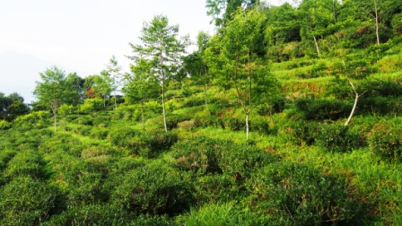 霧社有機茶園