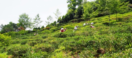 茶山情