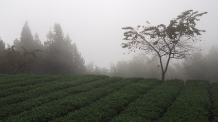 高山茶園雲霧繚繞