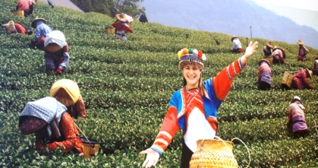 阿里山高山茶園(悠遊巴斯)