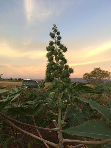 蓖麻結實纍纍