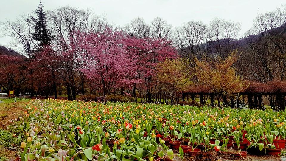 武陵農場入口花園