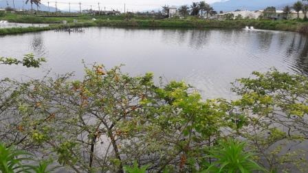 中央山脈泉水流入的天然湧泉生態養殖魚場 