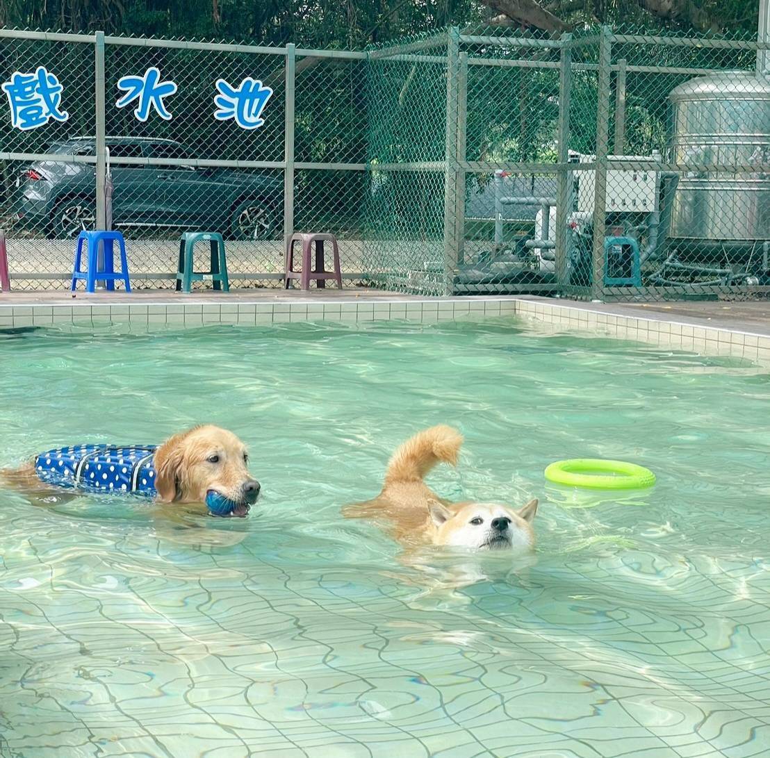 桃園市政府持續打造寵物友善城市。圖/桃園市政府動物保護處