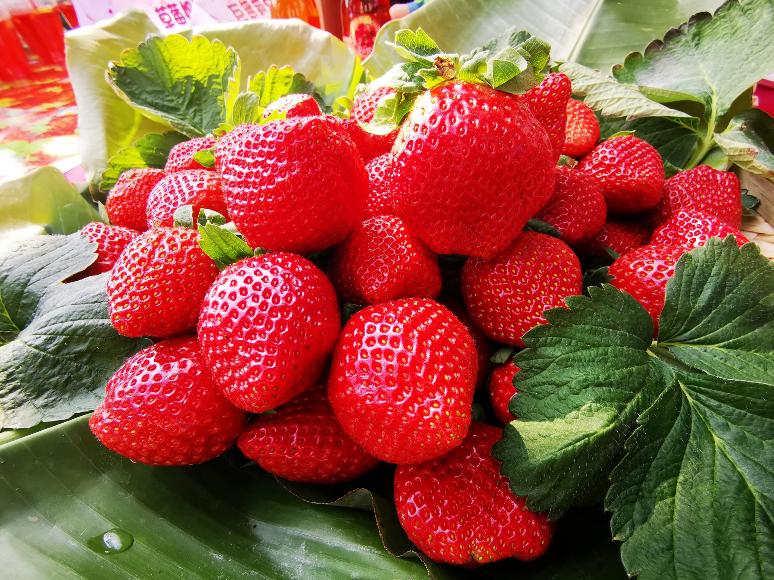 大湖草莓紅了 歡迎大家來苗栗採果、泡湯 ~