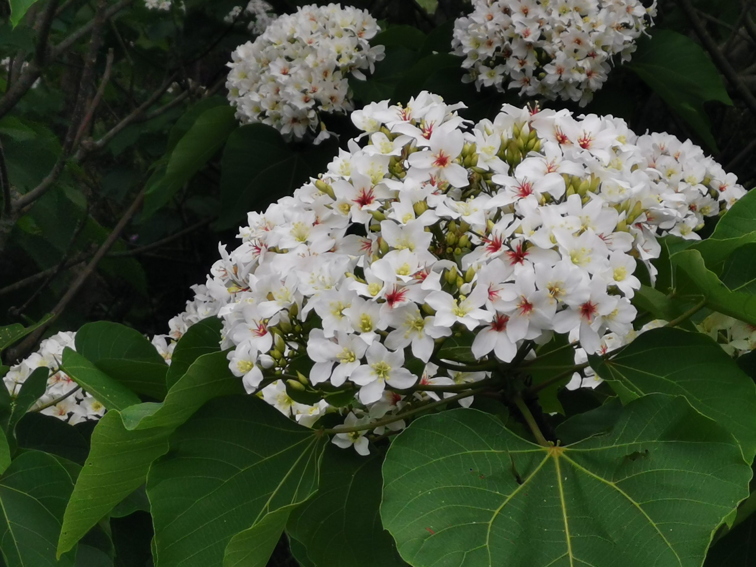 遶山花尋蓬白 「2024桐花祭-藝起桐樂 美好薑來」浪漫登場