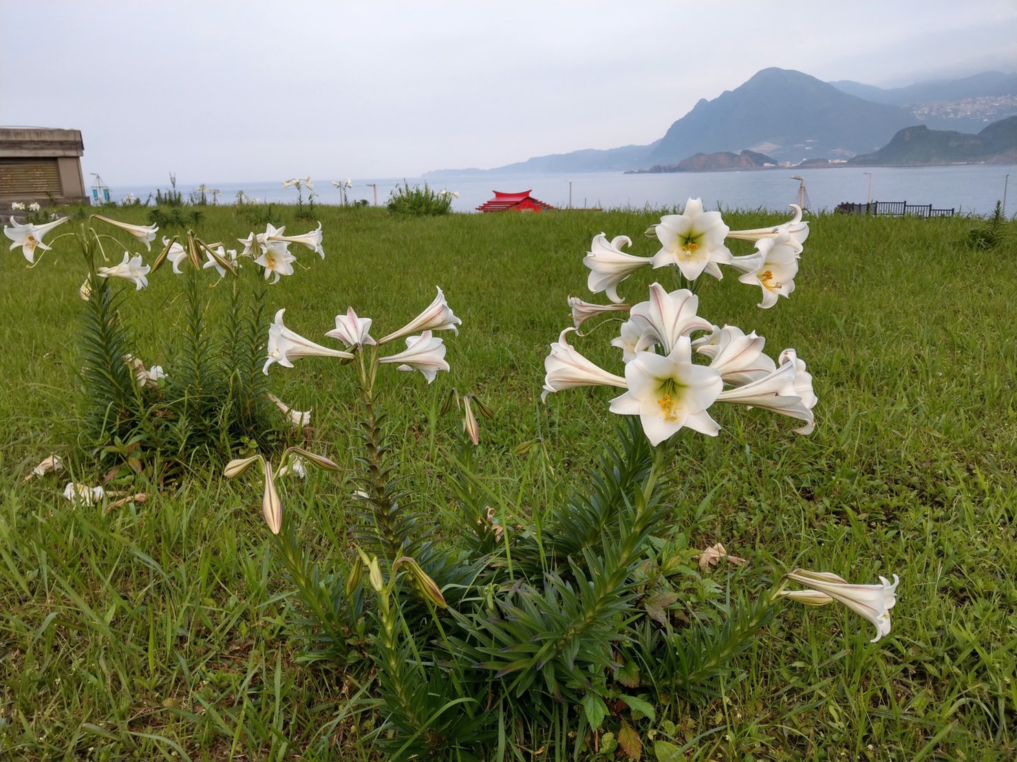 八斗子期間限定美景-百合盛開 圖/海科館提供