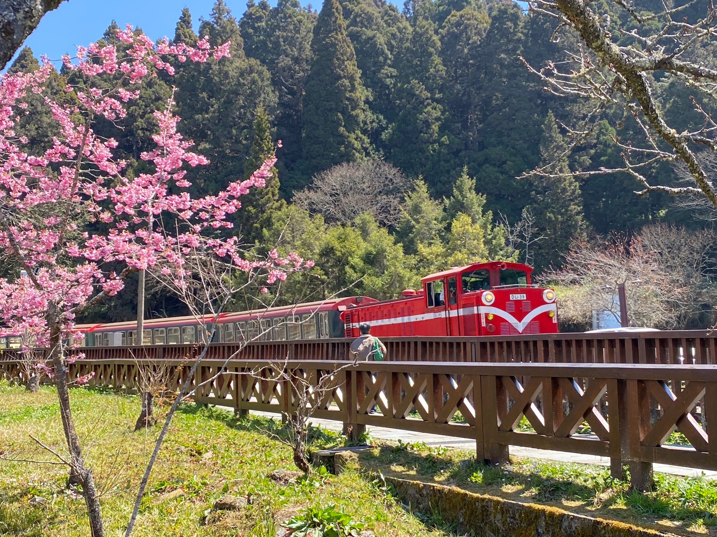 2023阿里山花季 森林療癒季登場