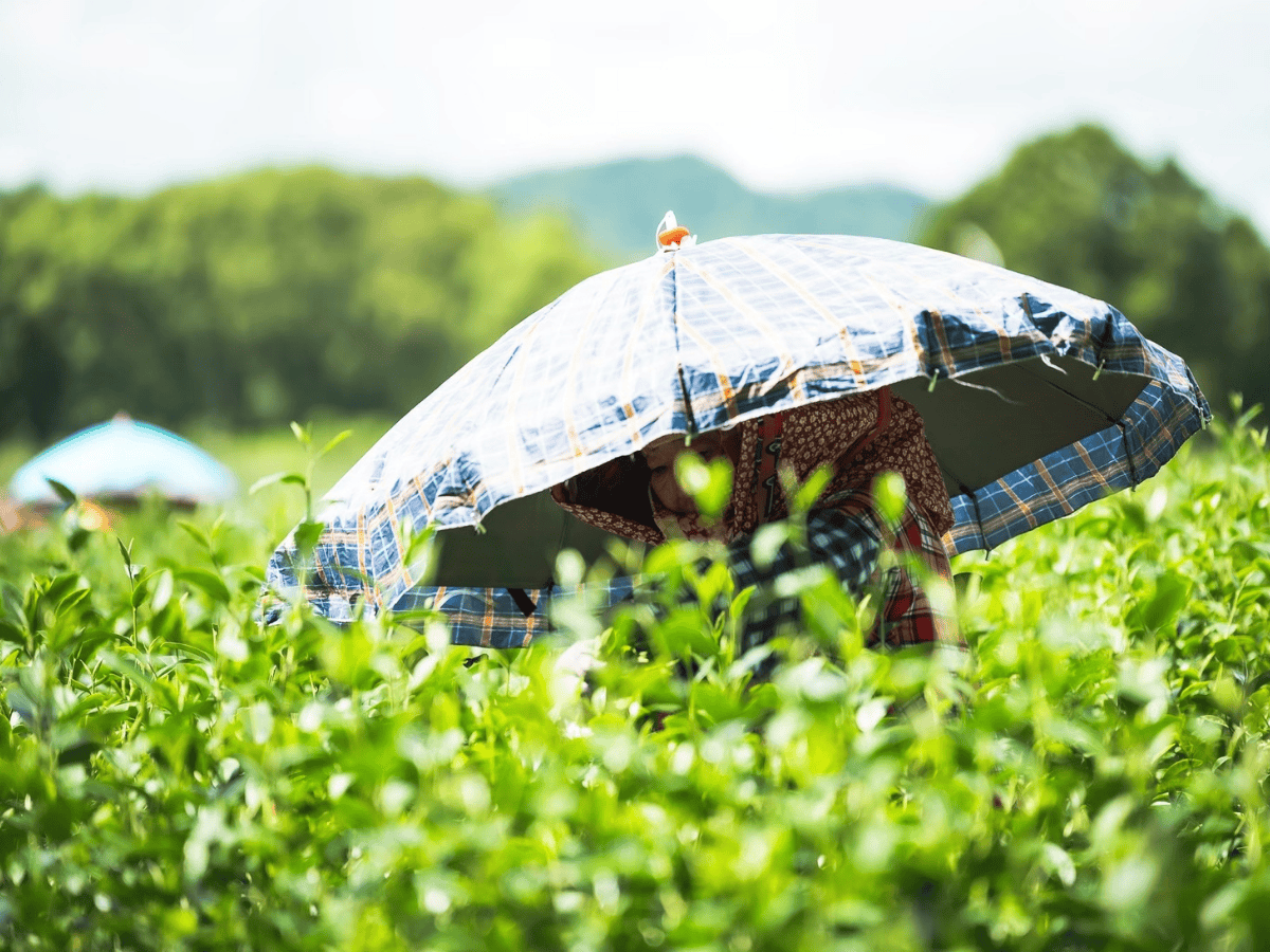 自有茶園實行友善農法（圖／碧蘿園茗茶坊）
