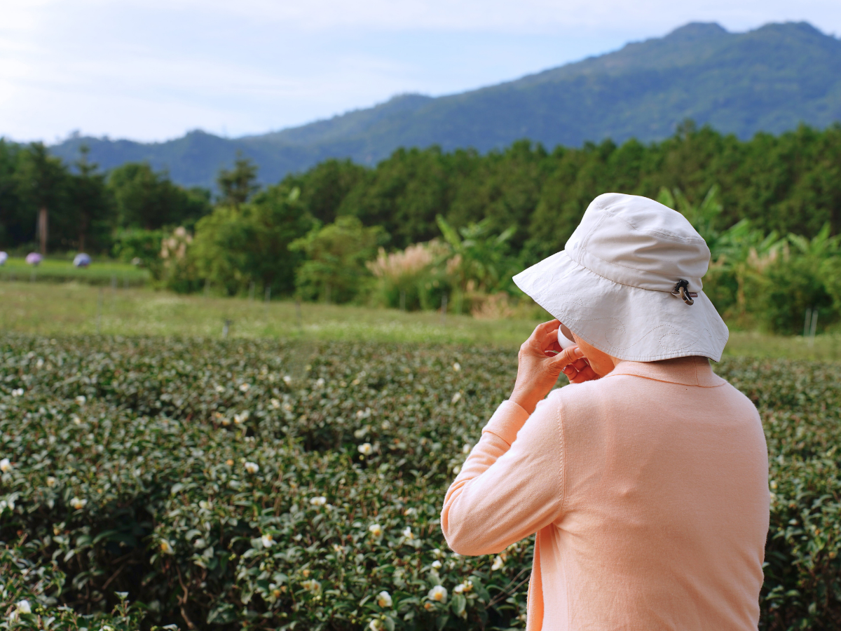 導覽人員帶領遊客走訪紅烏龍茶園，遊客於鹿野茶園參與導覽並合影留念。（圖／碧蘿園茗茶坊）