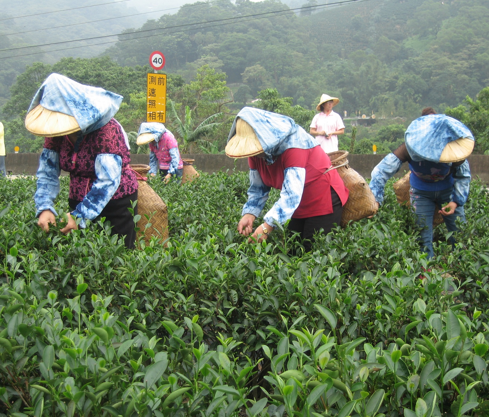 茶中翡翠鮮活爽口 快來品嚐頂級三峽碧螺春