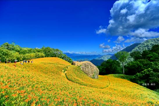 赤科山金針花海