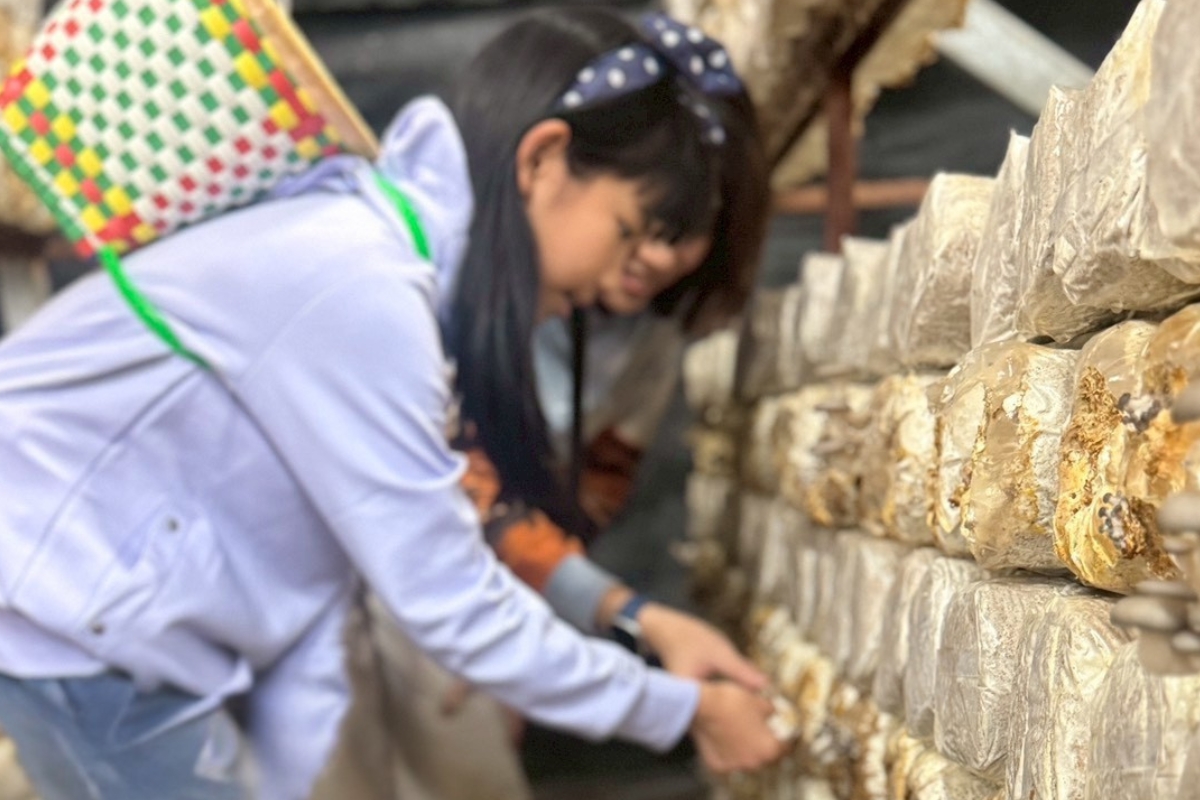 遊客在農場體驗親手採菇，觀察菇類生長樣貌，是難得的親子互動時光。（圖：豐年農場）